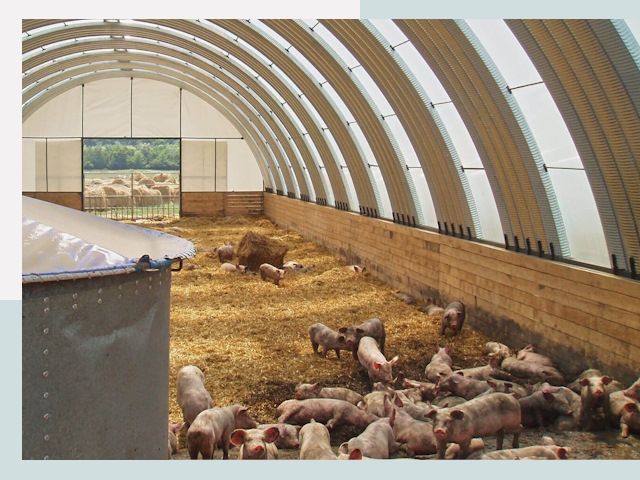 Строительство свинарников в Полевской